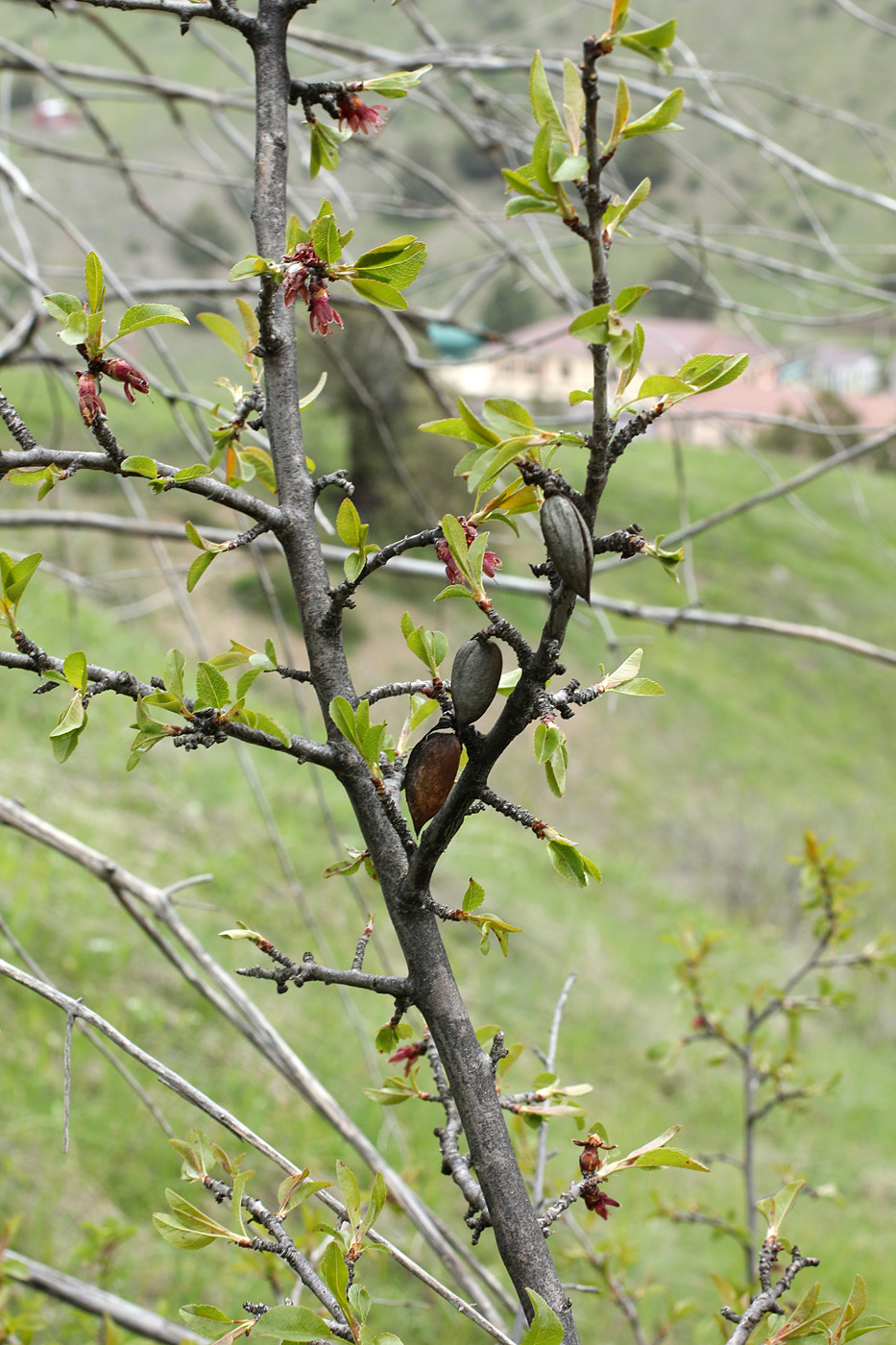 Изображение особи Amygdalus bucharica.