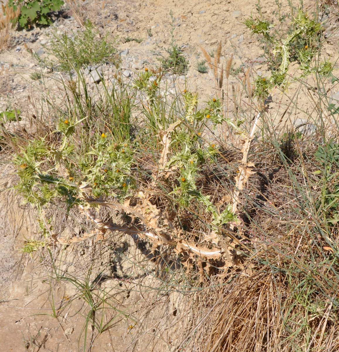 Изображение особи Scolymus maculatus.