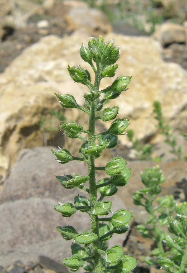 Image of Alyssum alyssoides specimen.