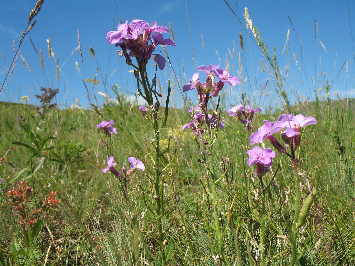 Image of Clausia aprica specimen.