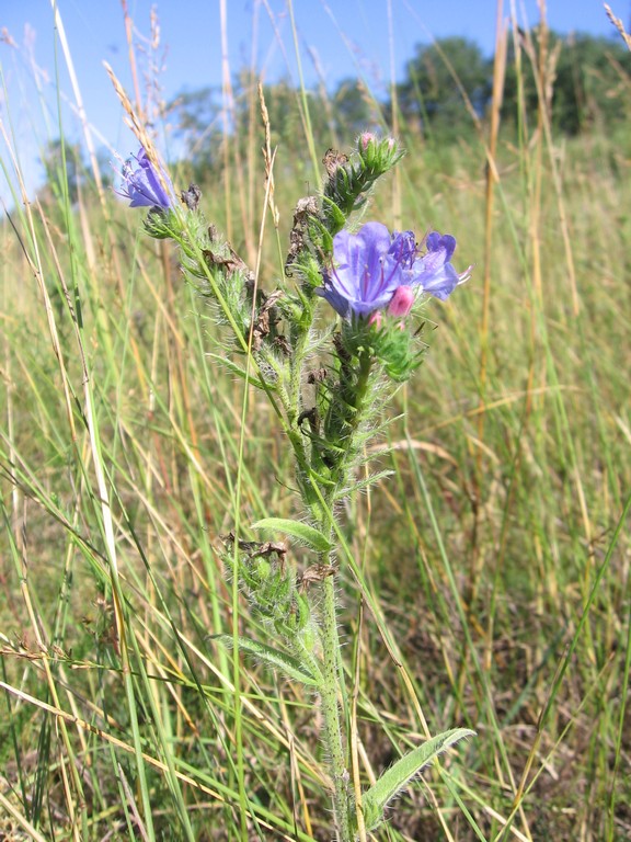 Изображение особи Echium vulgare.