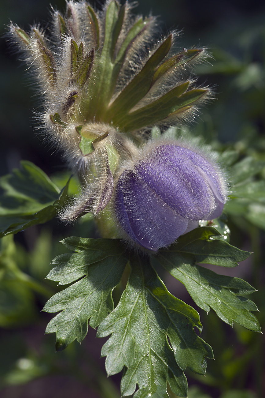 Изображение особи Pulsatilla ajanensis.