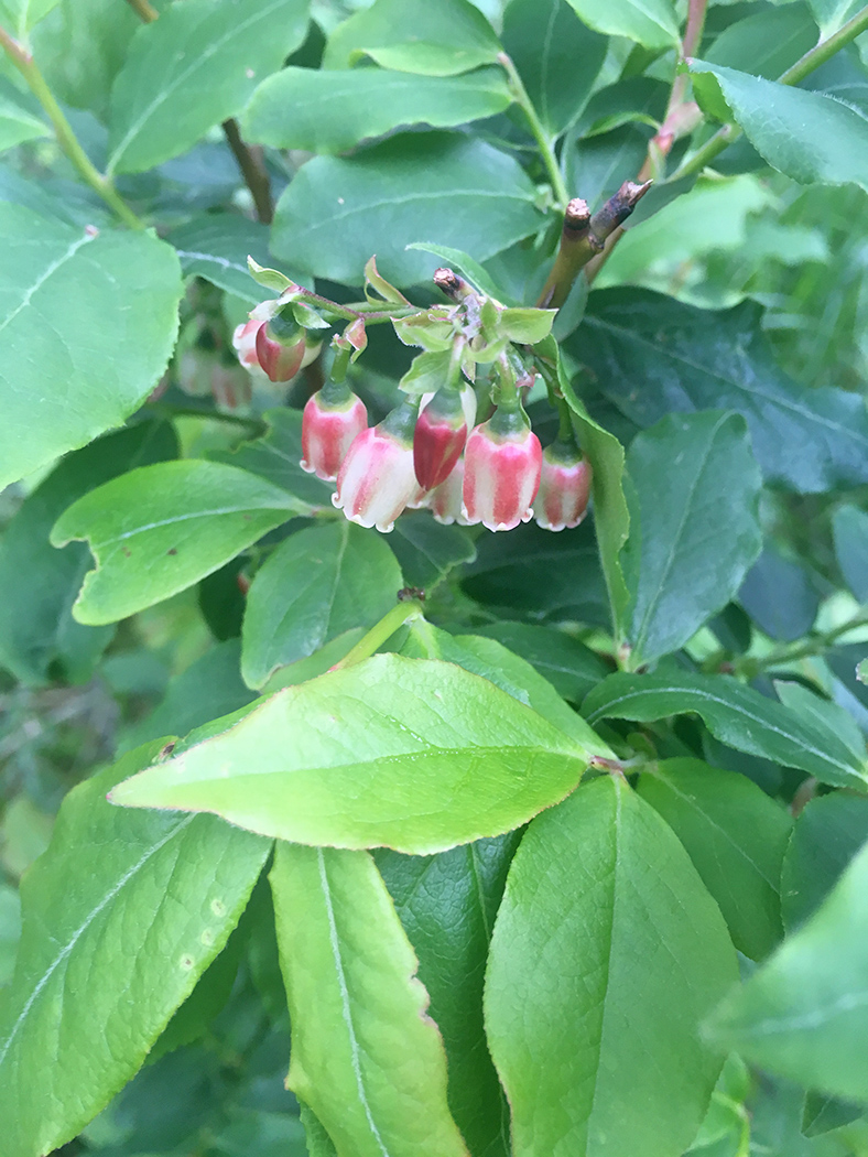 Image of Vaccinium arctostaphylos specimen.