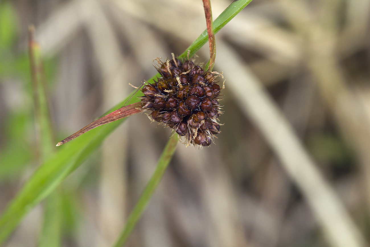 Image of Luzula capitata specimen.