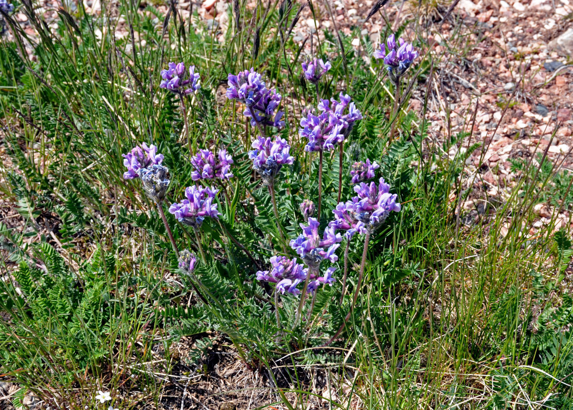 Image of Oxytropis kusnetzovii specimen.