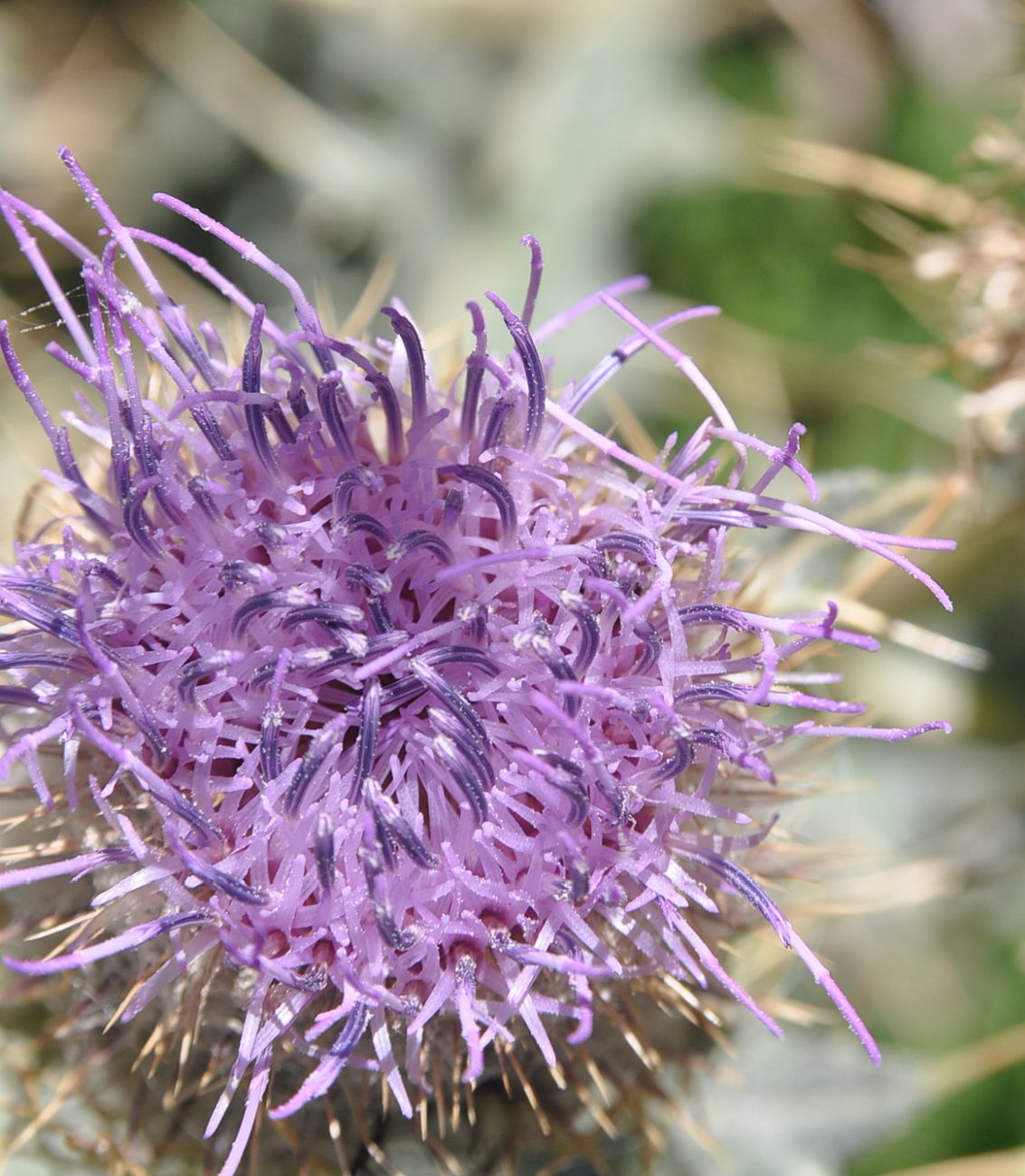 Изображение особи Cirsium cephalotes.