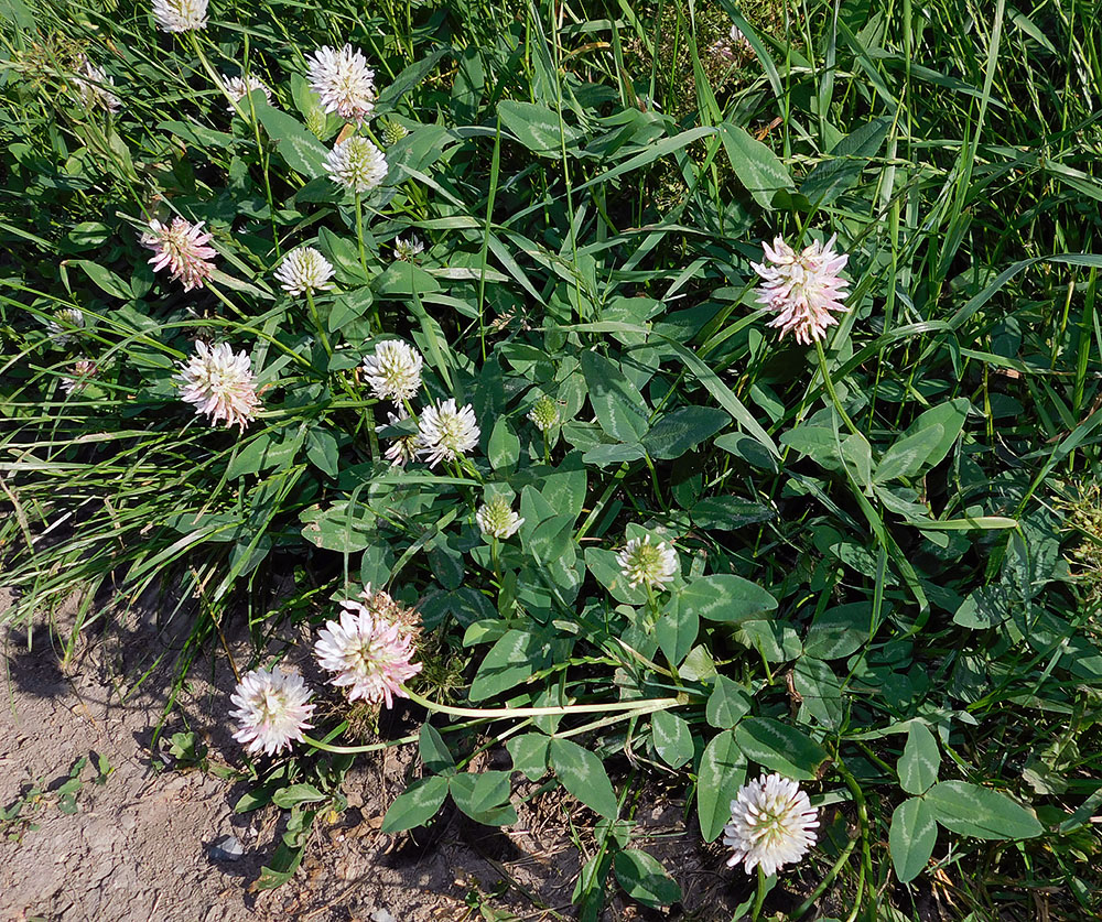 Image of Trifolium ambiguum specimen.