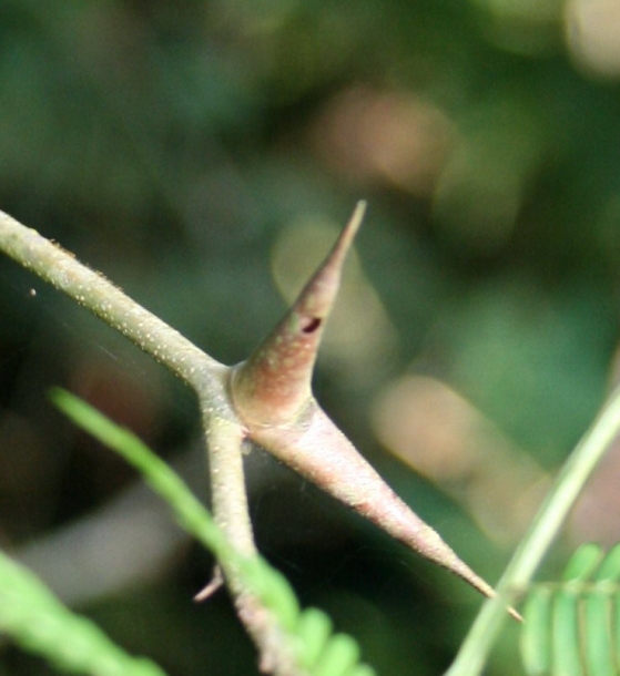 Изображение особи Vachellia collinsii.