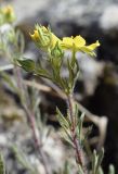 Potentilla hirta. Верхушка побега с соцветием. Испания, автономное сообщество Каталония, провинция Жирона, комарка Альт Эмпорда, муниципалитет Эль-Порт-де-ла-Сельва, окр. монастыря Sant Pere de Rodes, склон южной экспозиции, в расщелине скалы. 01.06.2019.