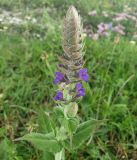 Salvia tesquicola