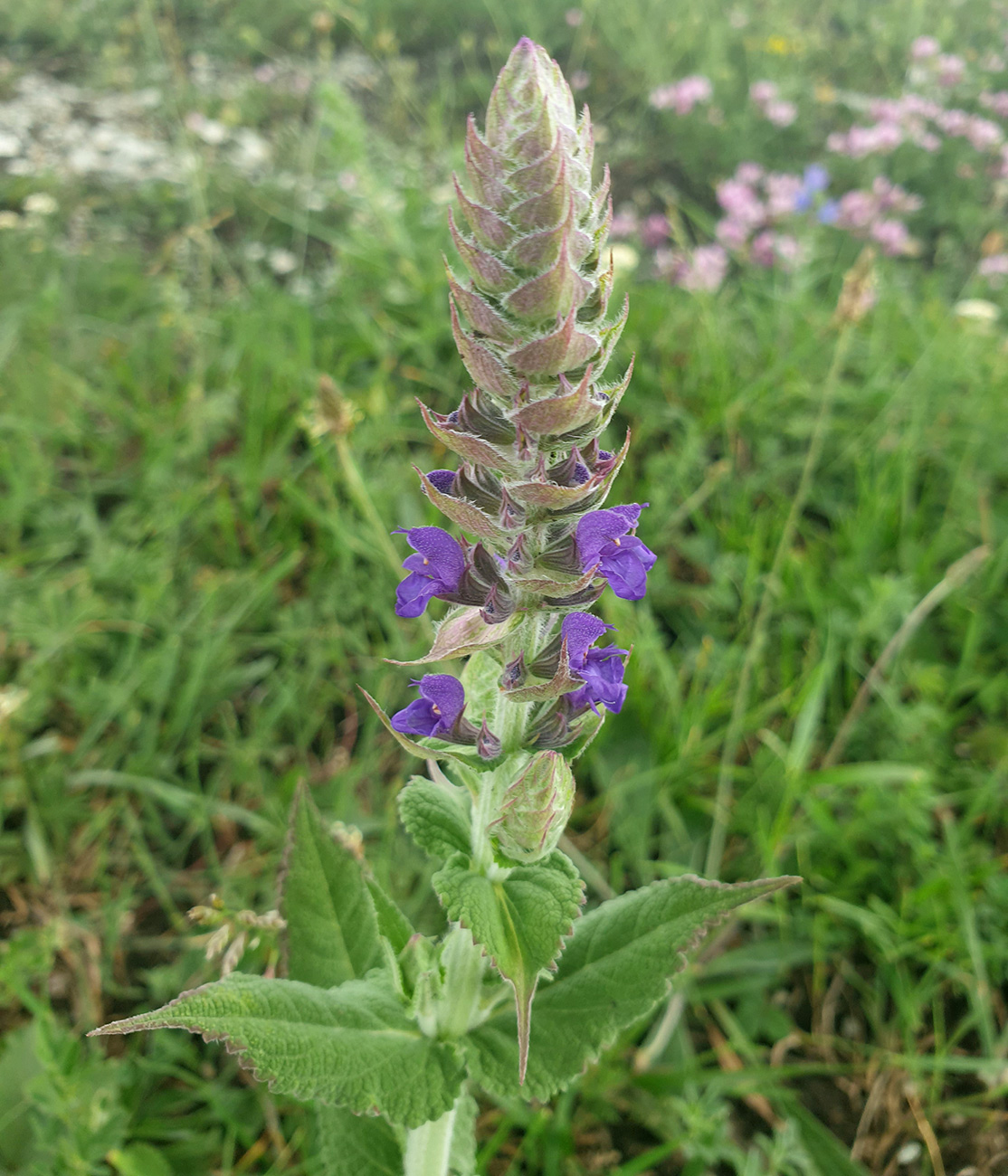 Изображение особи Salvia tesquicola.