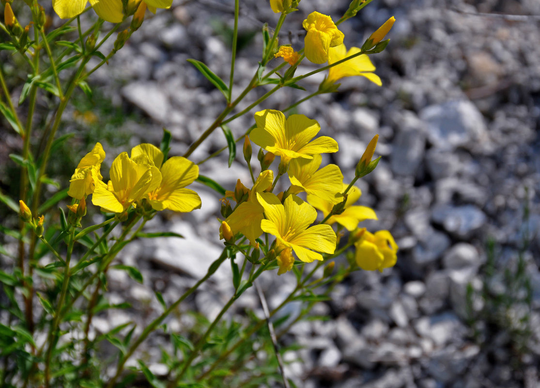 Image of Linum ucranicum specimen.