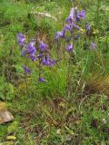 Campanula hohenackeri