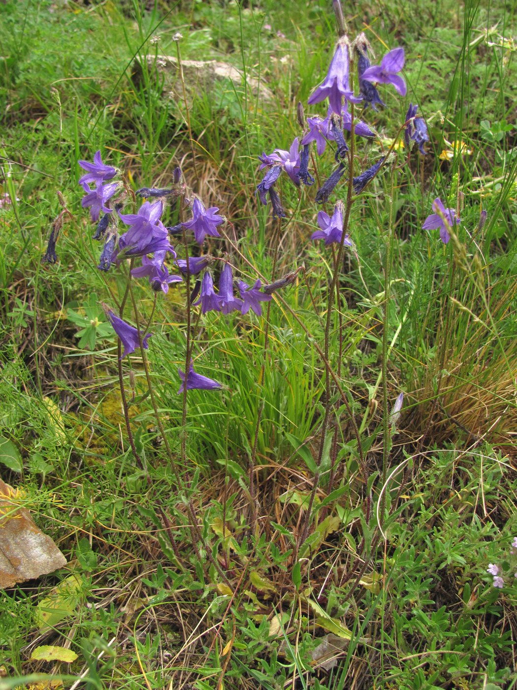 Изображение особи Campanula hohenackeri.