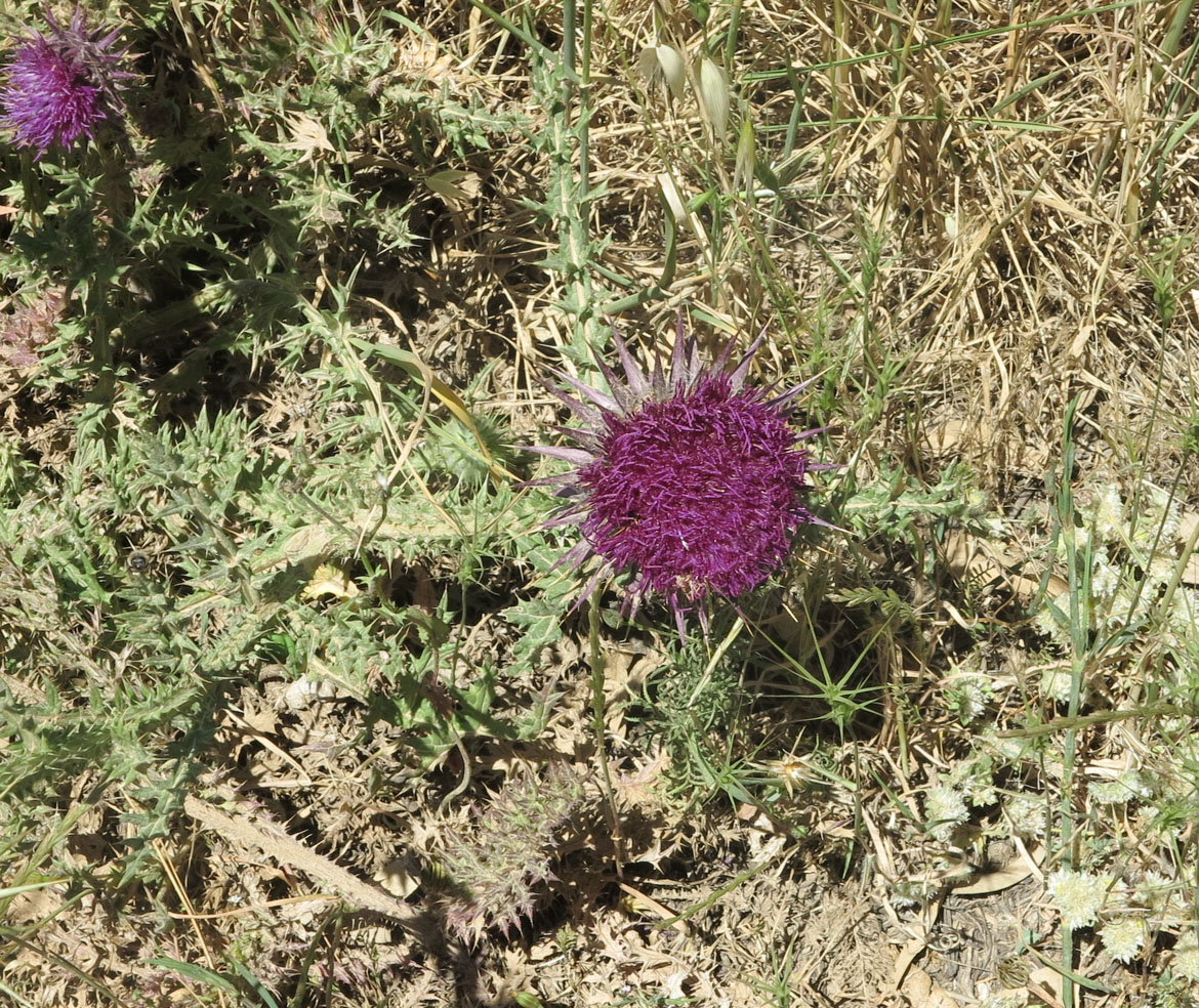 Image of Onopordum blancheanum specimen.