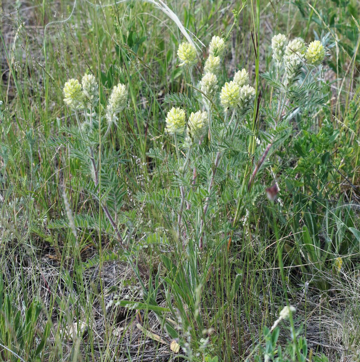 Image of Oxytropis pilosa specimen.