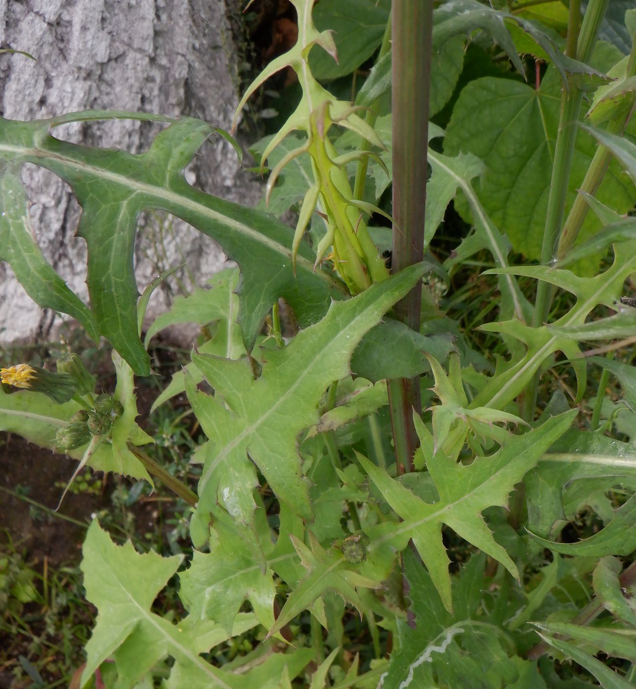 Image of Sonchus oleraceus specimen.