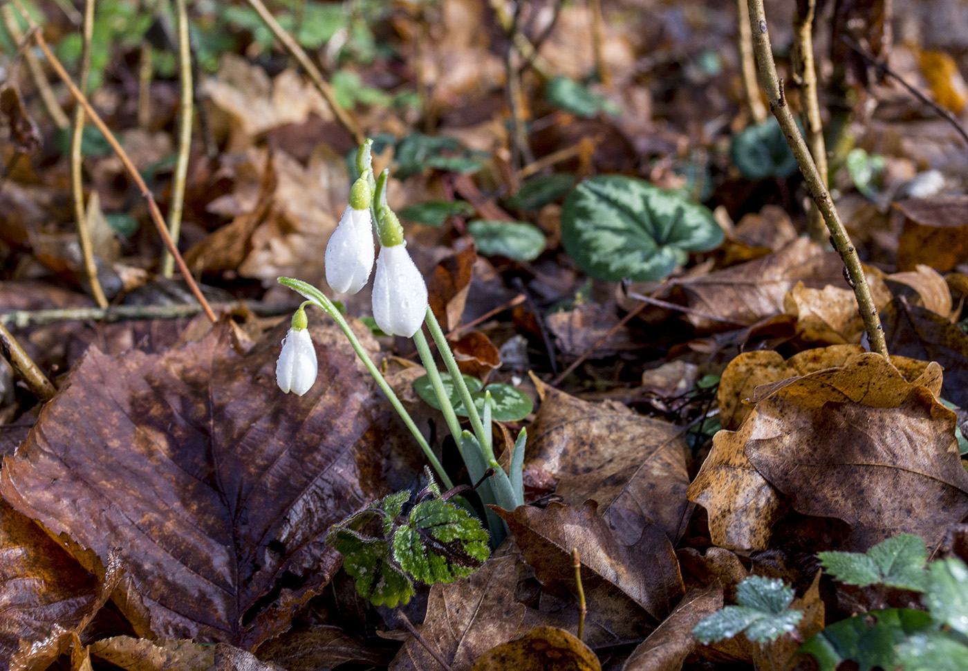 Image of Galanthus alpinus specimen.