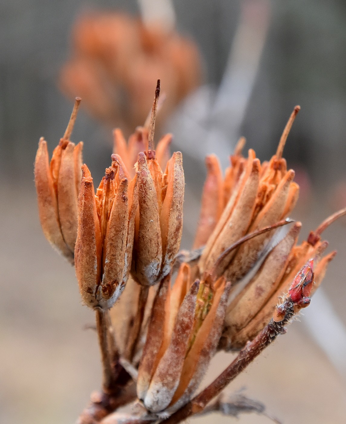 Изображение особи Rhododendron luteum.