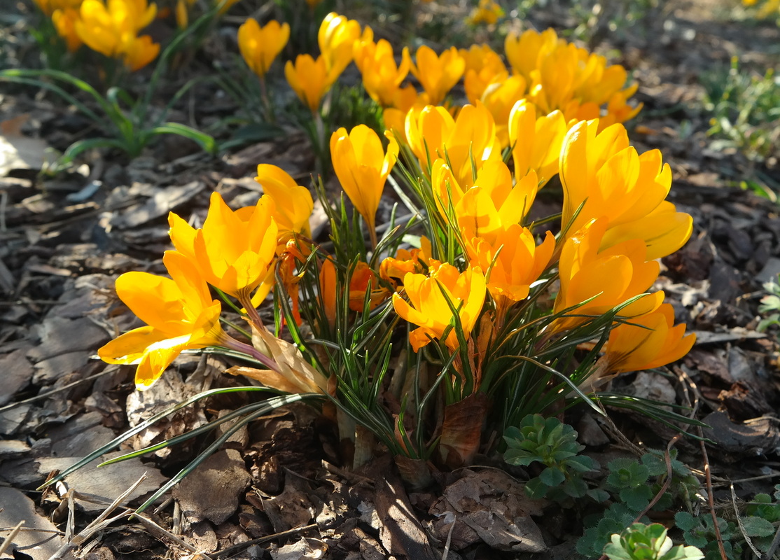 Image of Crocus &times; luteus specimen.