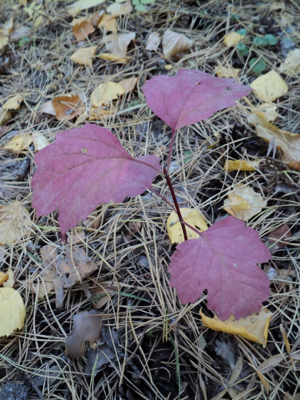 Image of Viburnum opulus specimen.