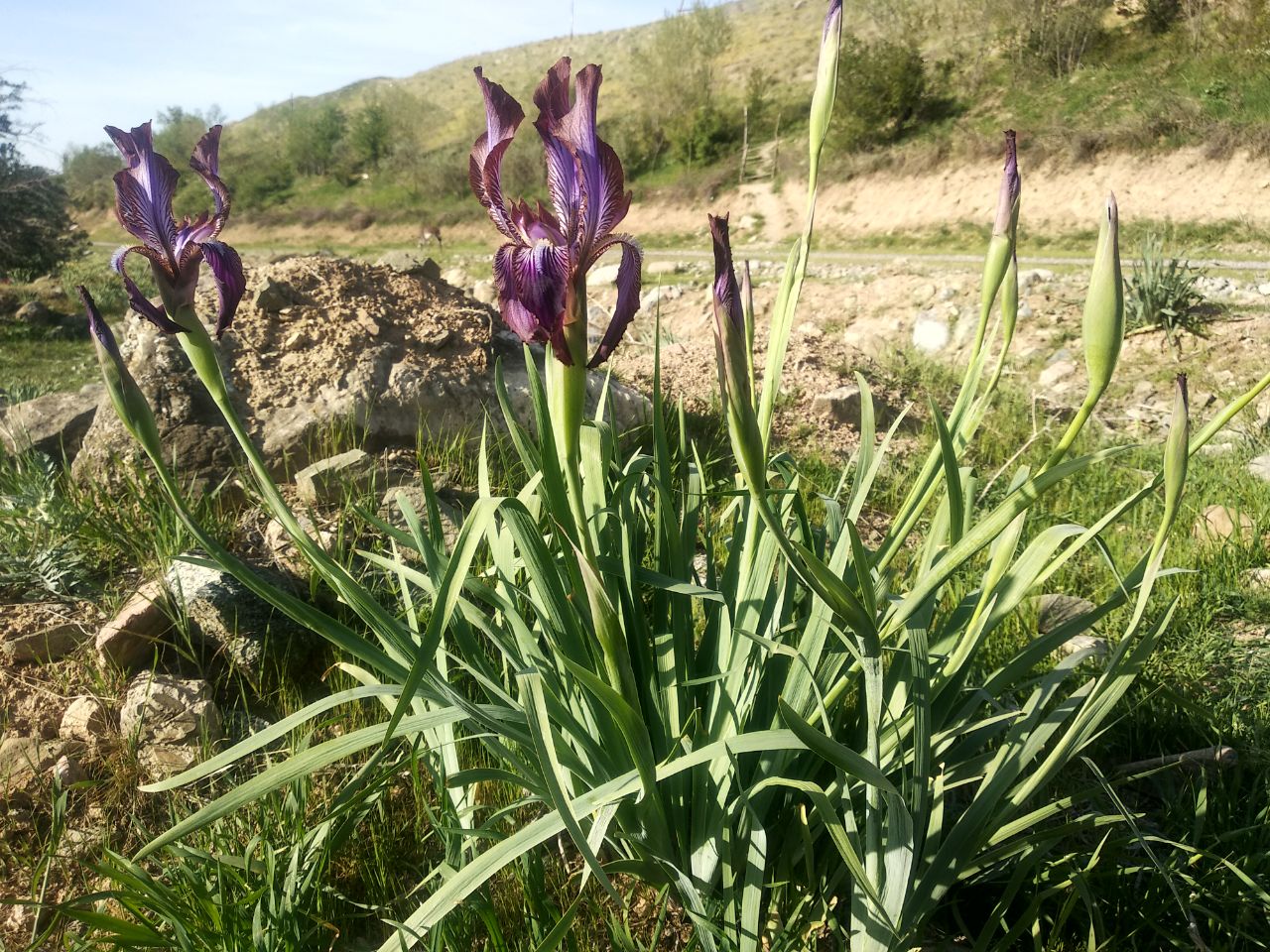 Image of Iris stolonifera specimen.