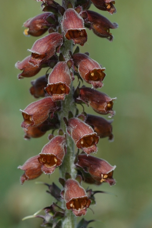 Изображение особи Digitalis ferruginea.