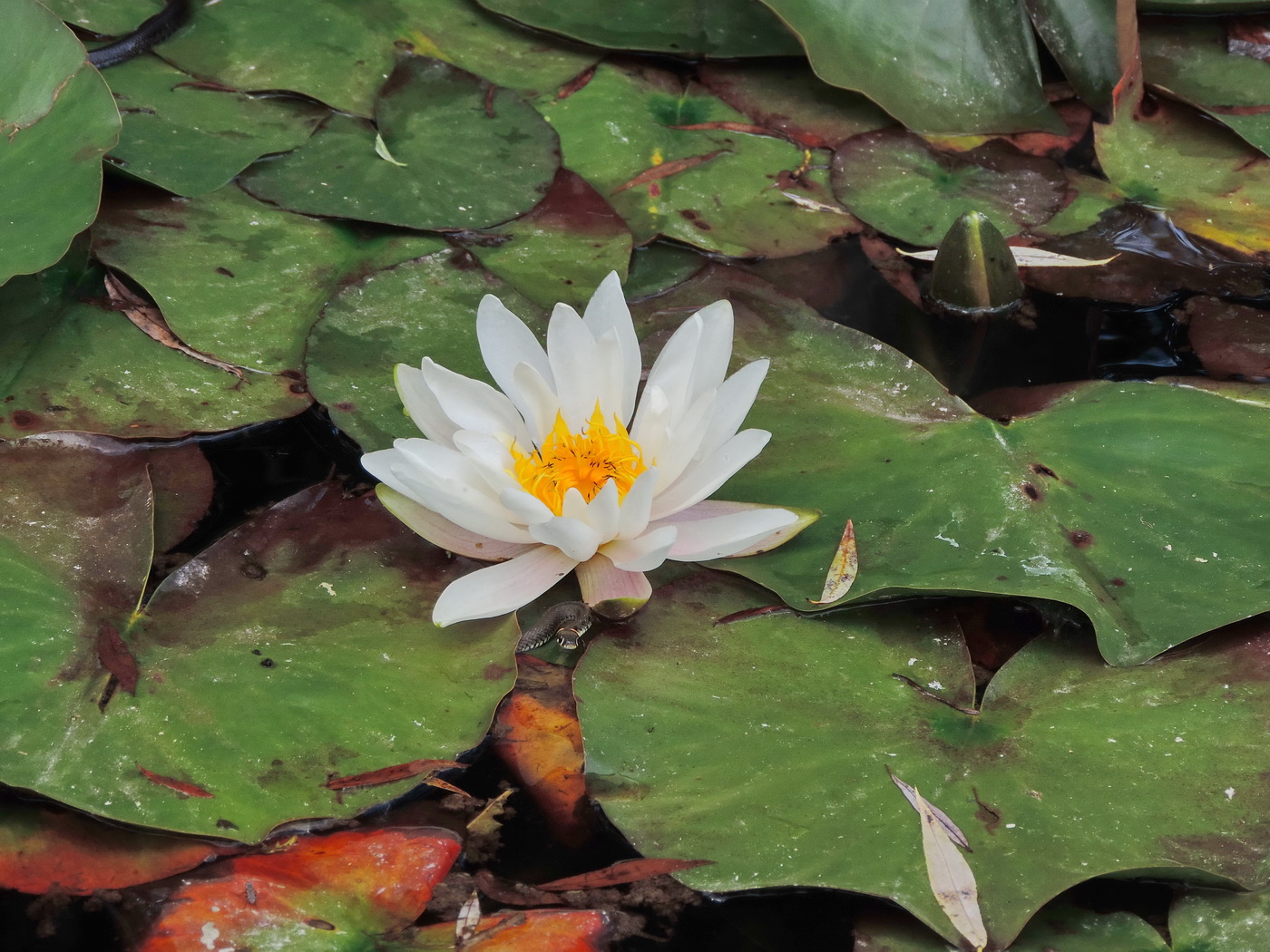 Image of Nymphaea alba specimen.