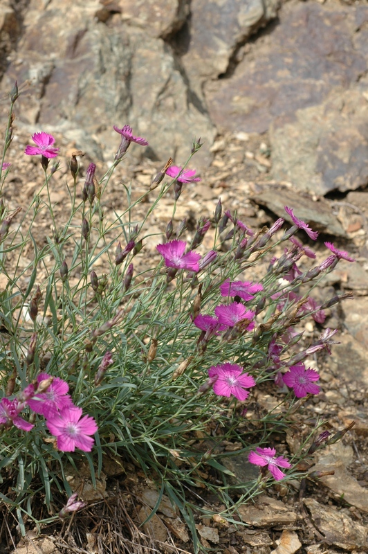 Изображение особи Dianthus versicolor.