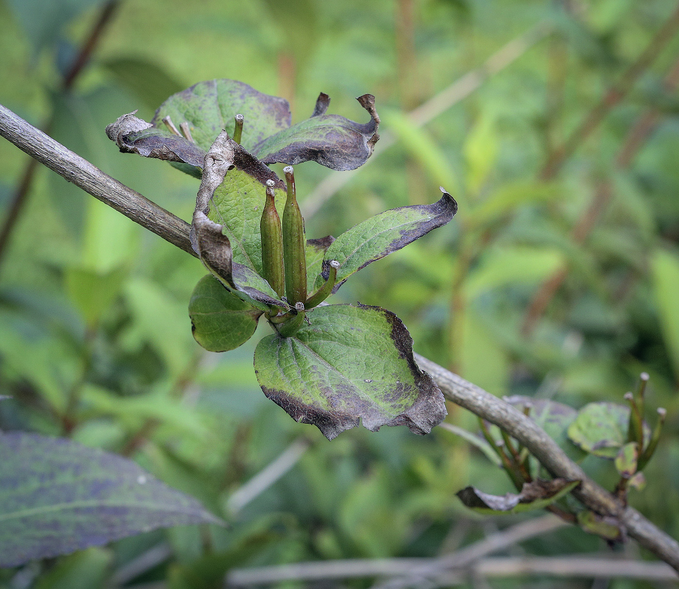 Изображение особи Weigela florida.