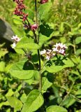 Syringa microphylla. Часть веточки цветущего растения, сорт \"Superba\". Франция, регион Гранд-Эст, департамент Нижний Рейн, г. Страсбург, Parc de l'Orangerie. Июль.