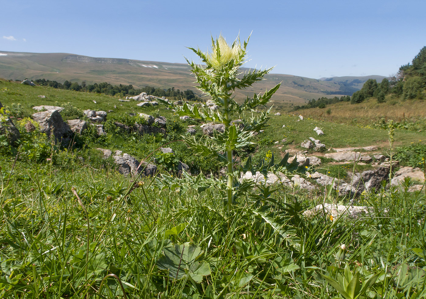 Изображение особи Cirsium obvallatum.