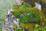 Campanula argunensis. Цветущее растение. Республика Северная Осетия-Алания, Алагирский р-н, Большой Кавказ, Скалистый хребет, северный склон в р-не Ходского перевала, ≈ 2100 м н.у.м., скальный выход. 30.06.2021.