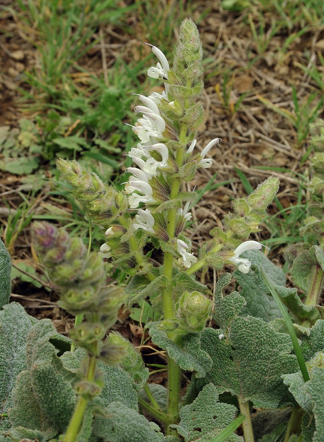 Image of Salvia xanthocheila specimen.