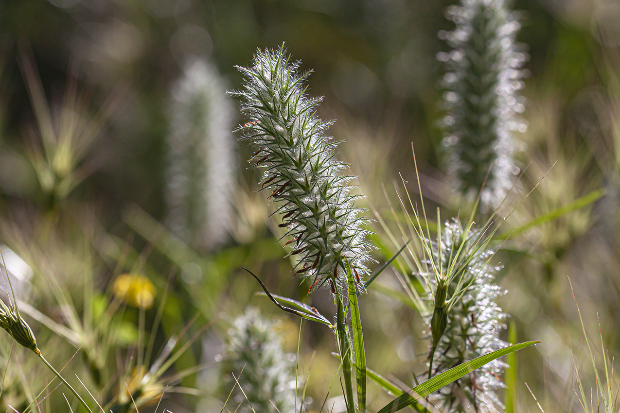 Изображение особи Trifolium angustifolium.