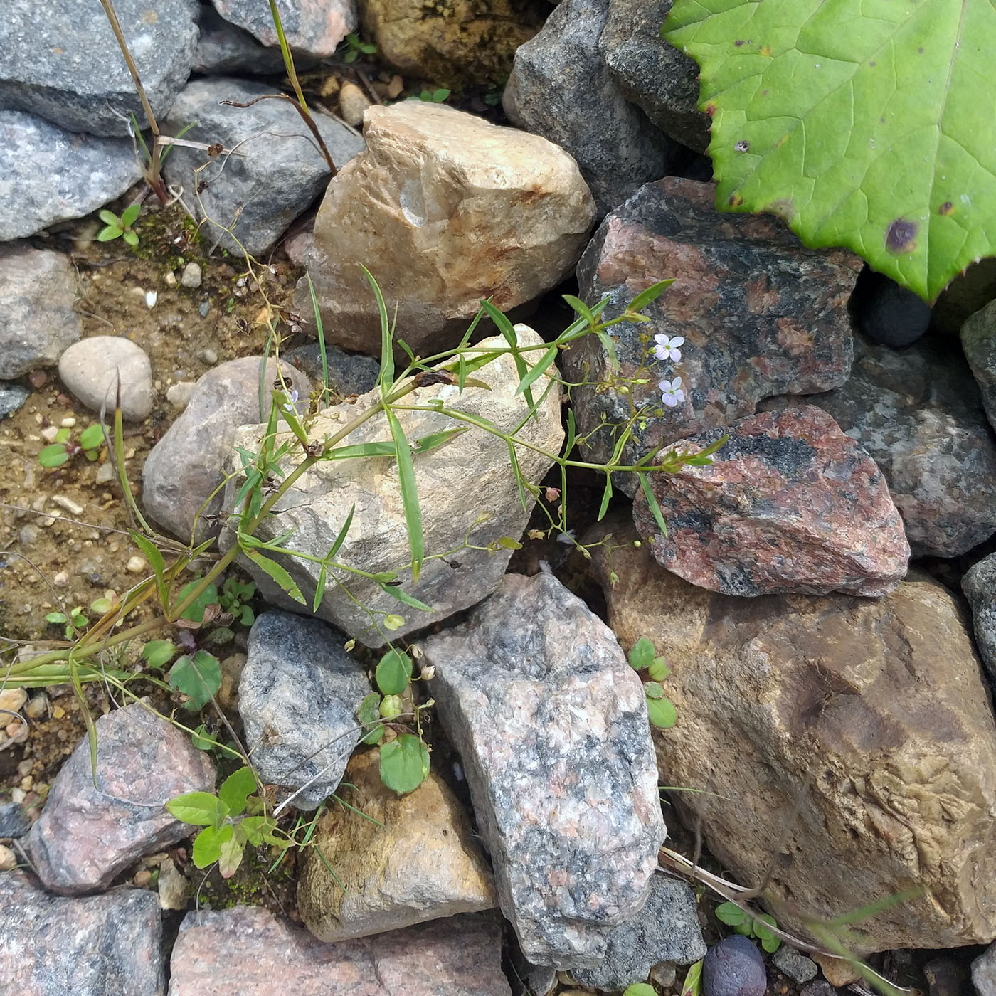 Image of Veronica scutellata specimen.