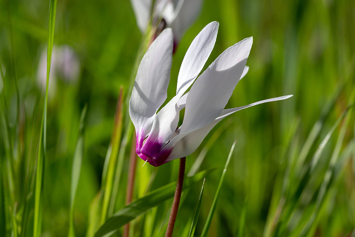 Изображение особи Cyclamen persicum.