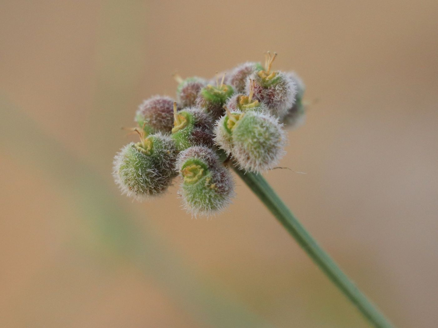 Image of Prangos ammophila specimen.