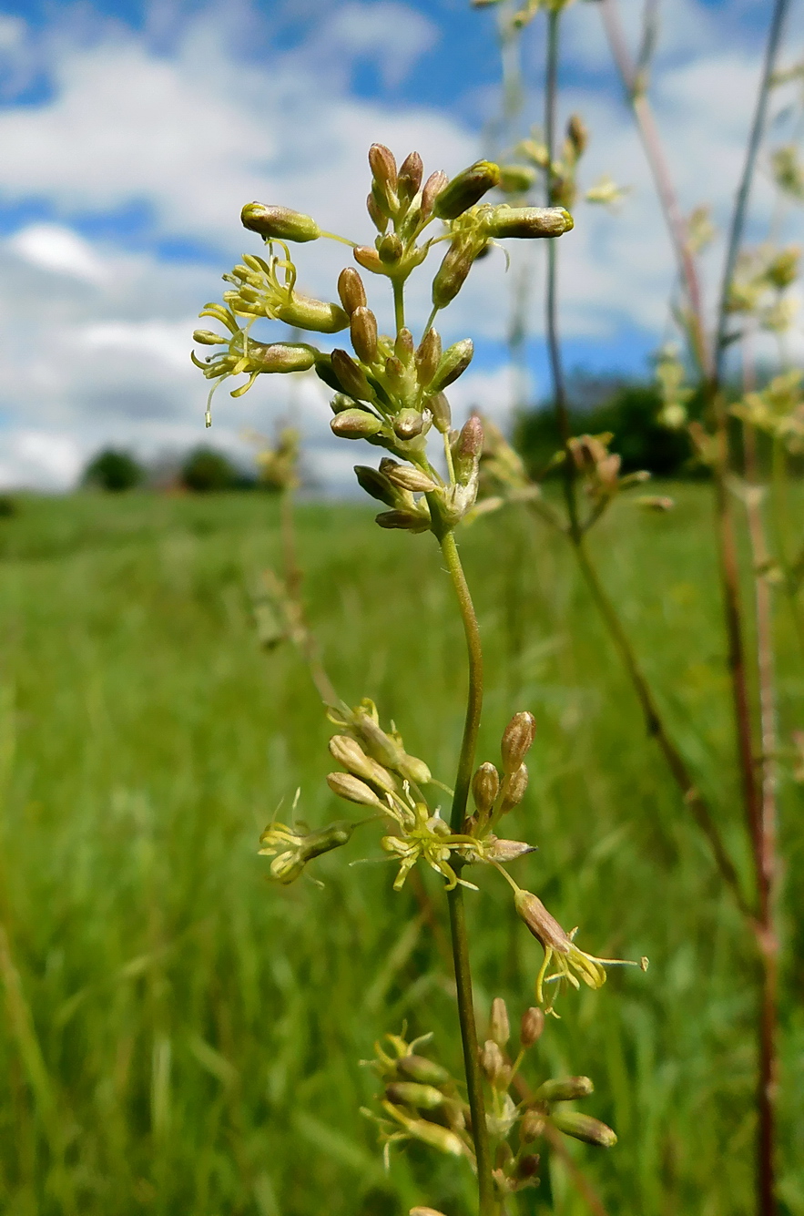 Изображение особи Silene densiflora.