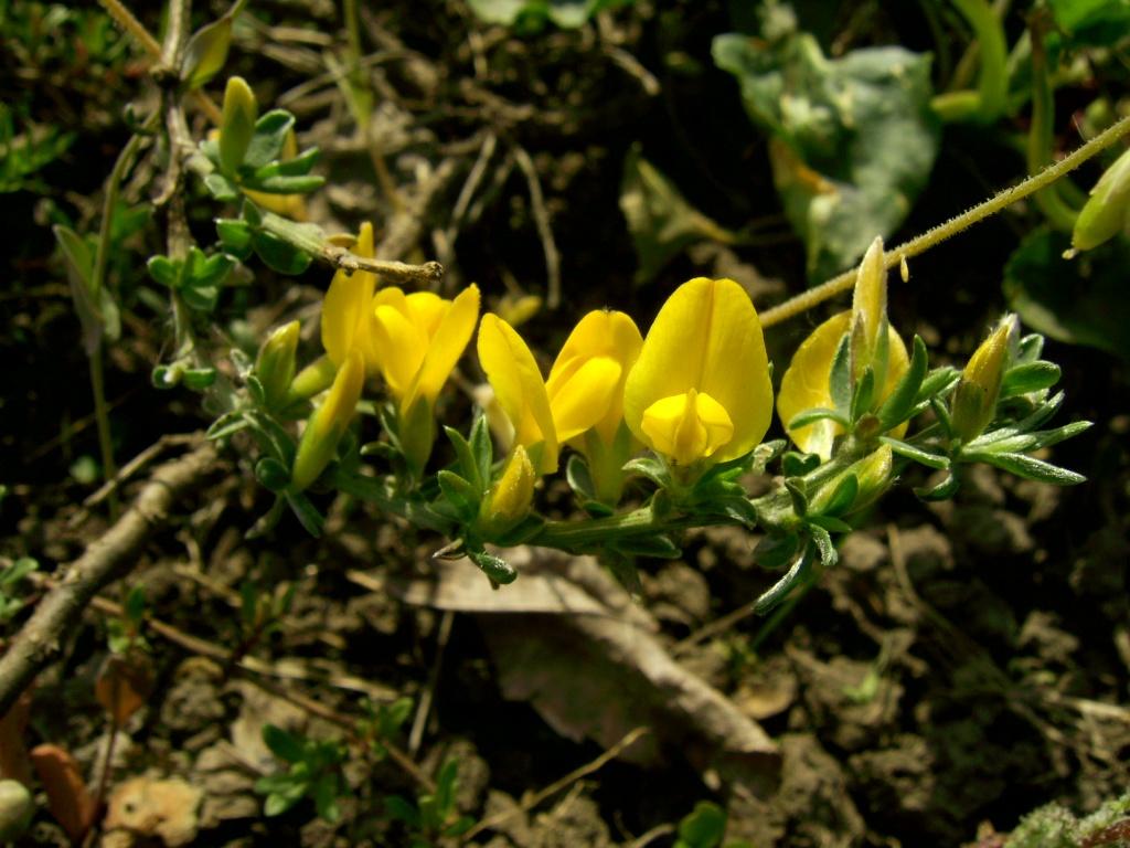 Image of Genista scythica specimen.