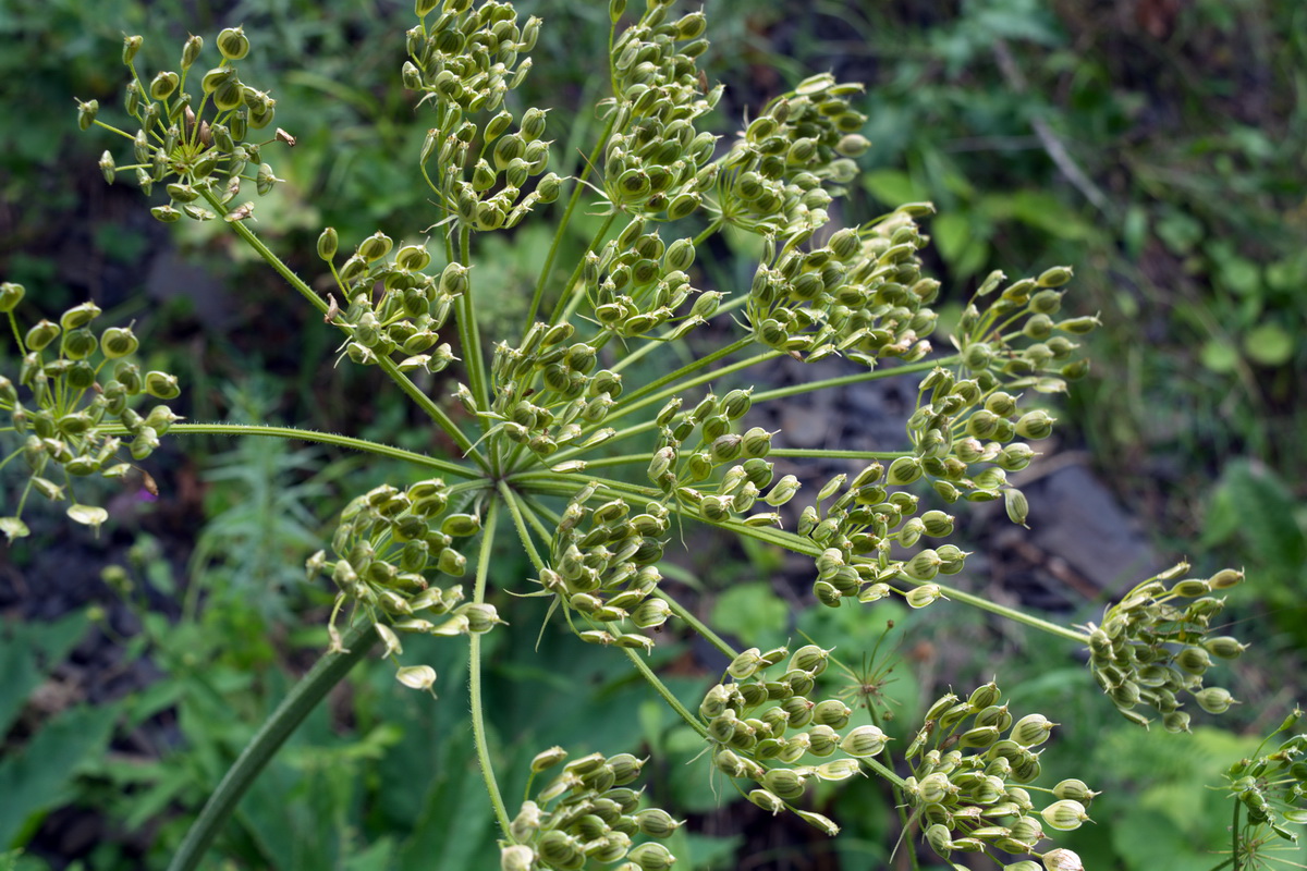 Изображение особи род Heracleum.