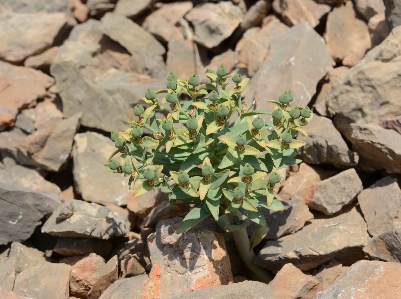 Image of Euphorbia rapulum specimen.