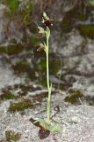 Ophrys mammosa subspecies caucasica. Цветущее растение (высота — 18 см, длина соцветия — 6 см). Краснодарский край, Туапсинский р-н, Шепсинское с/п, окр. с. Дедеркой, участок каменистого склона над трассой. 17 мая 2022 г.