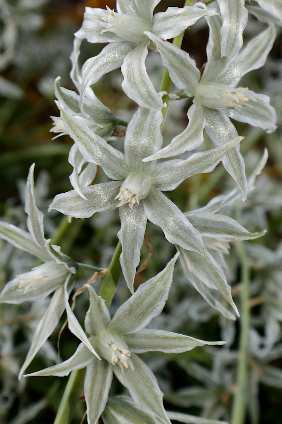 Image of Ornithogalum boucheanum specimen.