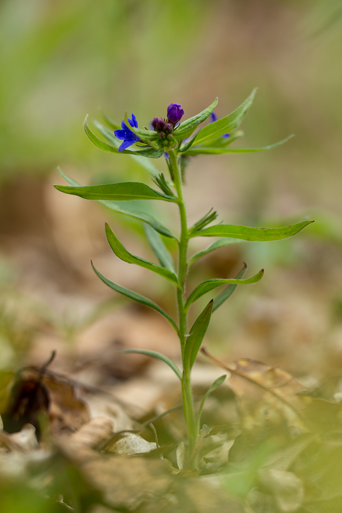 Image of Aegonychon purpureocaeruleum specimen.