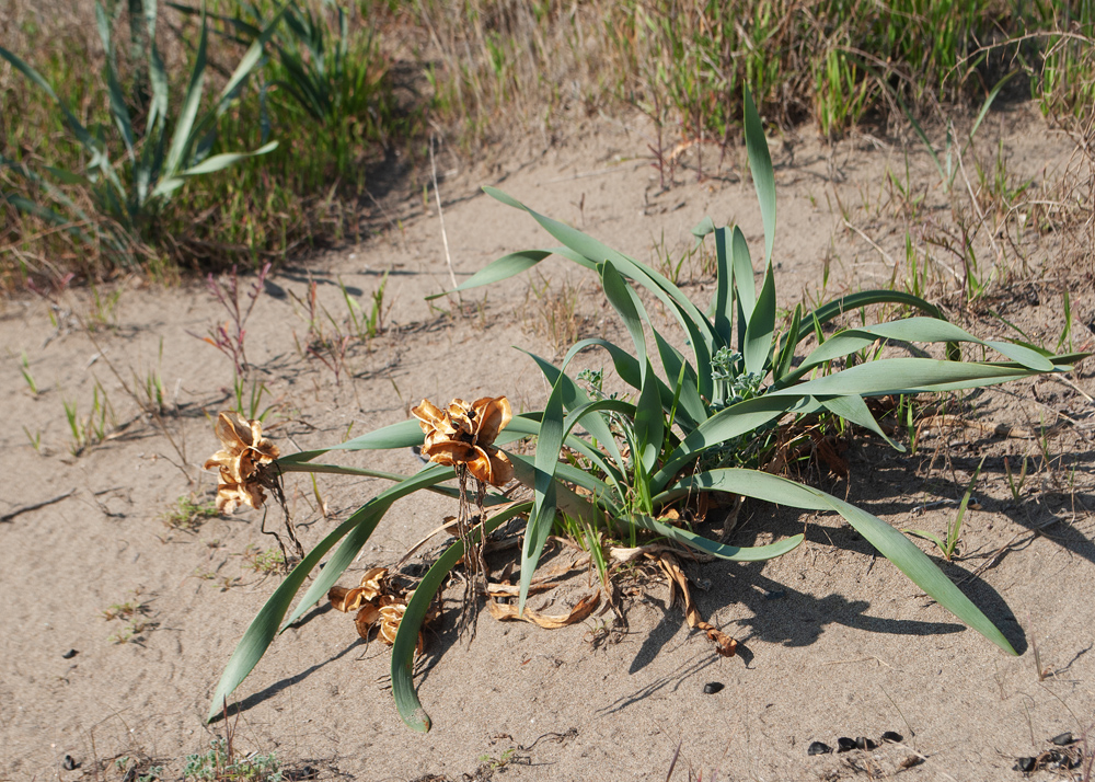 Изображение особи Pancratium maritimum.