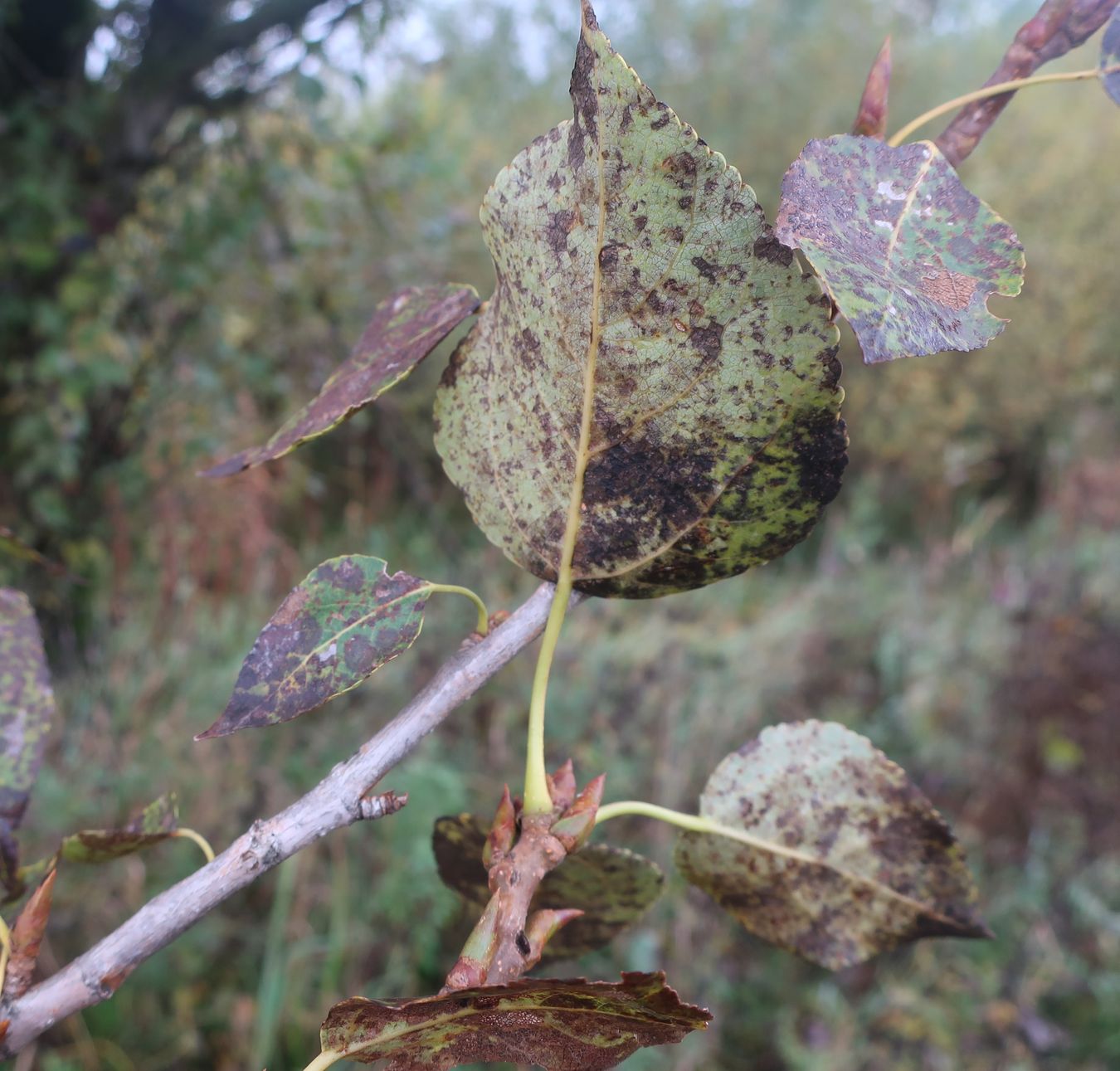 Image of Populus &times; berolinensis specimen.