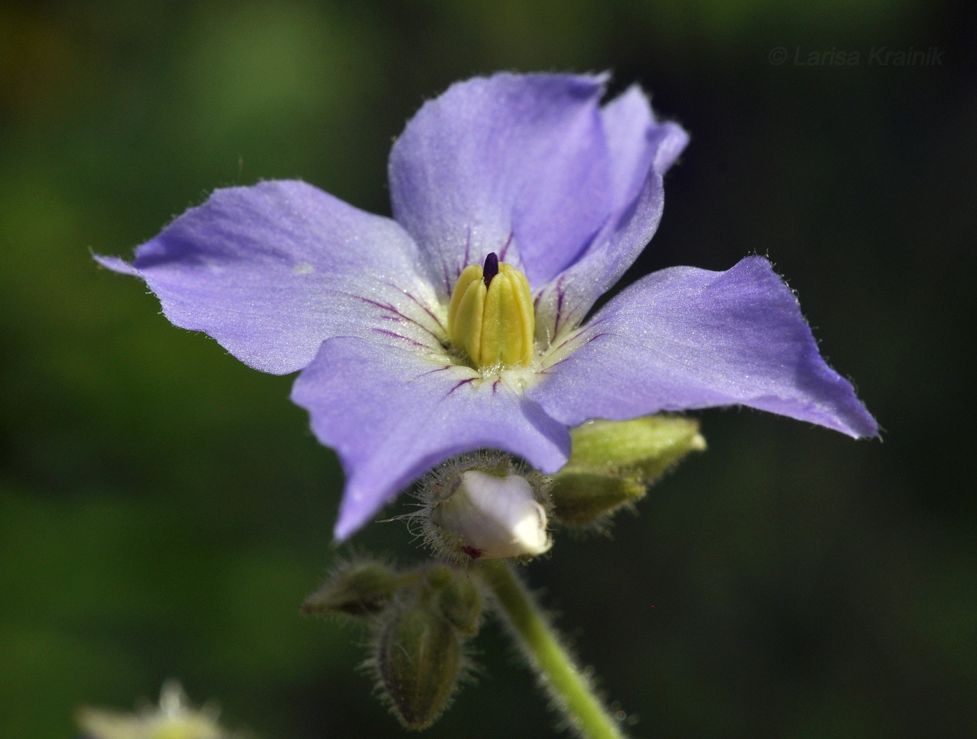 Image of Polemonium laxiflorum specimen.