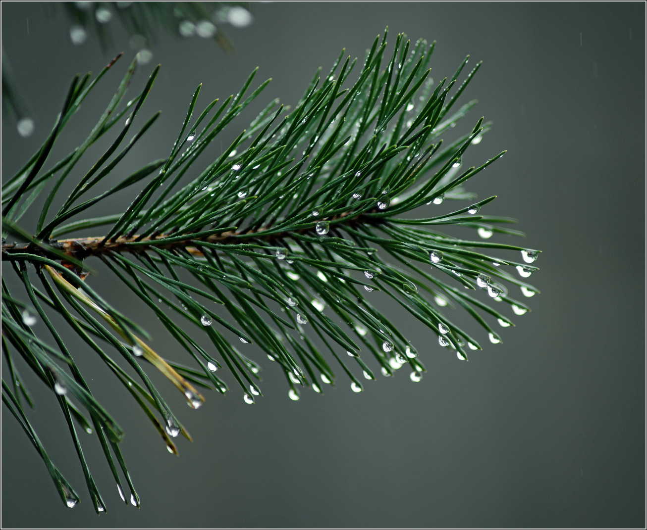 Изображение особи Pinus sylvestris.