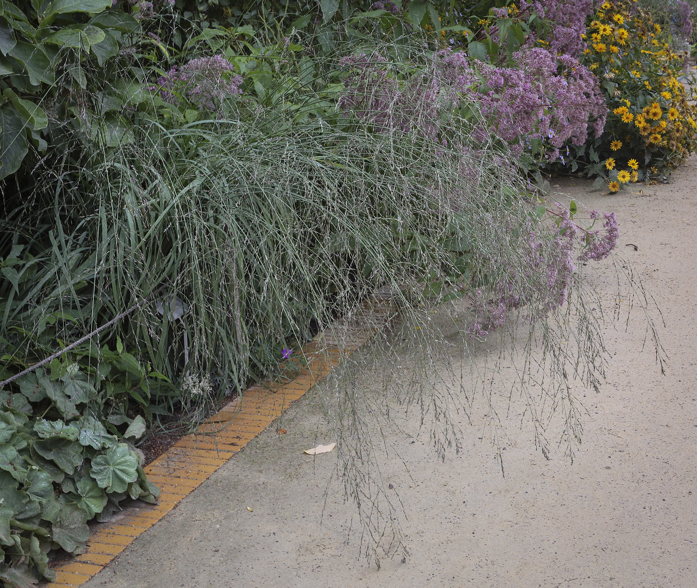 Image of familia Poaceae specimen.